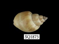 藏品(波部鳳螺)的圖片